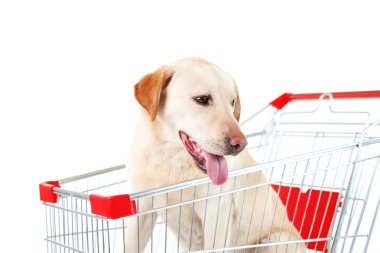 Alışveriş sepeti beyaz izole içinde köpek