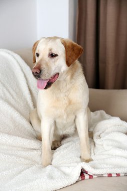 Divan, eve iç arka plan üzerinde şirin köpek