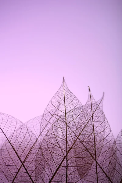 Skelett blad på lila bakgrund, närbild — Stockfoto