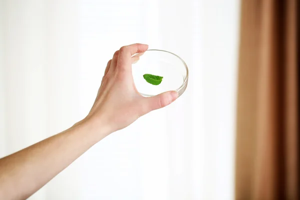 Woman holding Petri dish with green leaf, close up — Stock Photo, Image