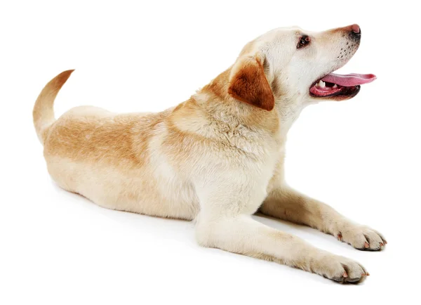 Bonito cão isolado no fundo branco — Fotografia de Stock