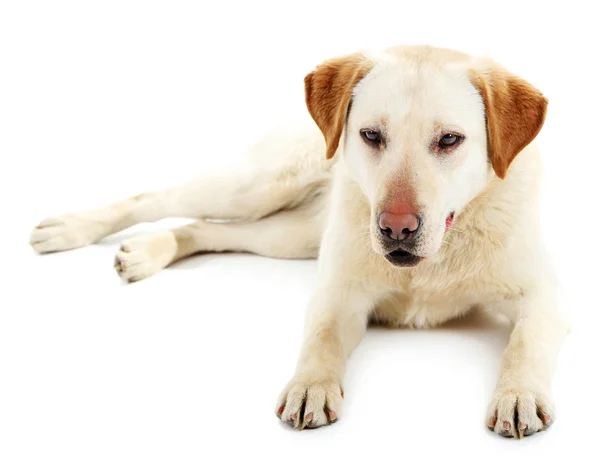 Bonito cão isolado no fundo branco — Fotografia de Stock