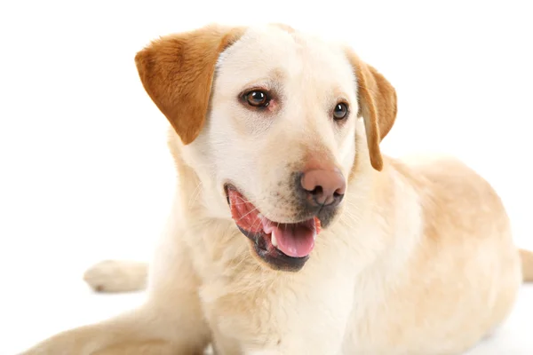 Cute dog isolated on white background — Stock Photo, Image