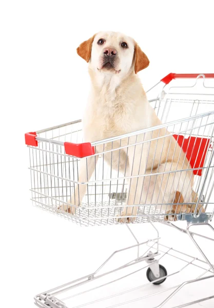 Perro en carrito aislado en blanco — Foto de Stock