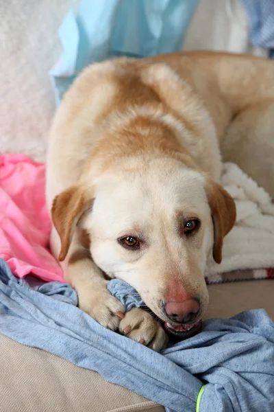 Dog in messy room, lying on sofa, close-up — Stock Photo, Image