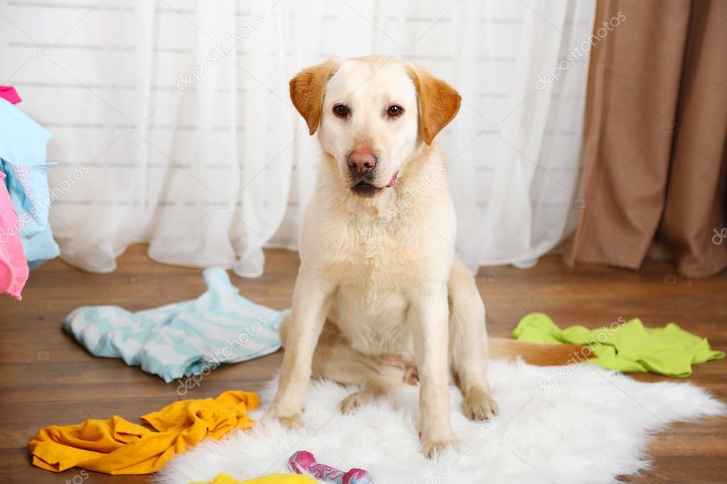 Dog in messy room