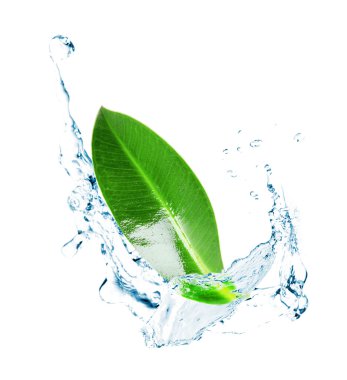 Green leaf in water splashes isolated on white clipart