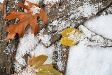 Ağaç kabukları karda sonbahar yaprakları ile yığını