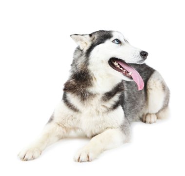 Güzel şirin husky