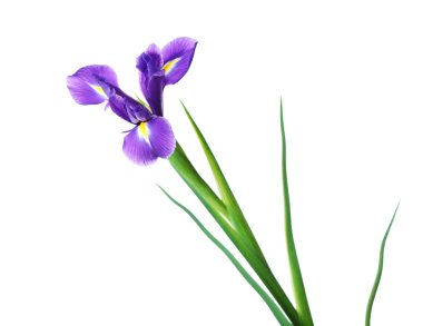 Iris çiçekler üzerinde beyaz izole