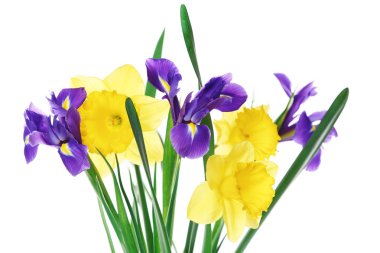 güzel bahar çiçekleri beyaz izole