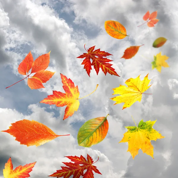 Autumn leaves on sky background — Stock Photo, Image