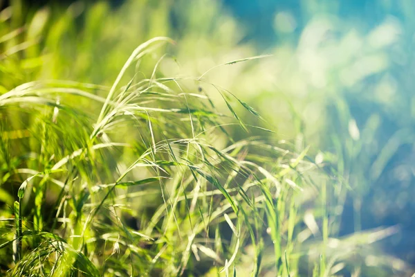 Green grass with sun rays — Stock Photo, Image