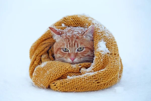 Hermoso gato rojo envuelto en bufanda sobre fondo de nieve — Foto de Stock