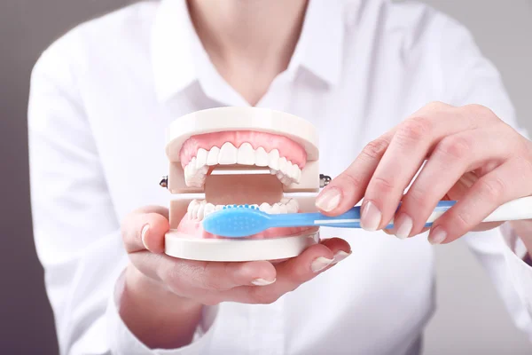 Mão feminina segurando modelo dental com escova de dentes em fundo cinza — Fotografia de Stock