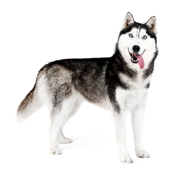 Güzel şirin husky — Stok fotoğraf