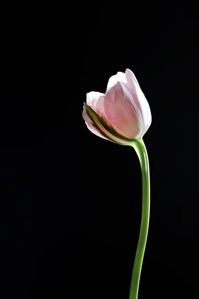 Flor de tulipa fresca — Fotografia de Stock