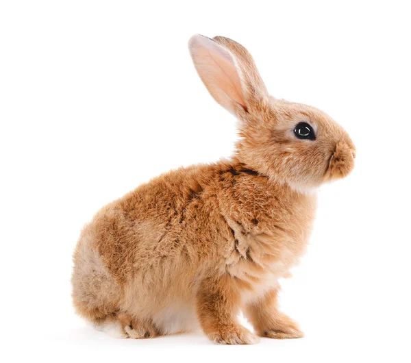 Pequeño conejo rojo —  Fotos de Stock