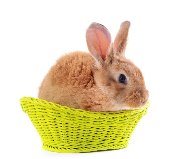 Little rabbit in wicker basket — Stock Photo, Image