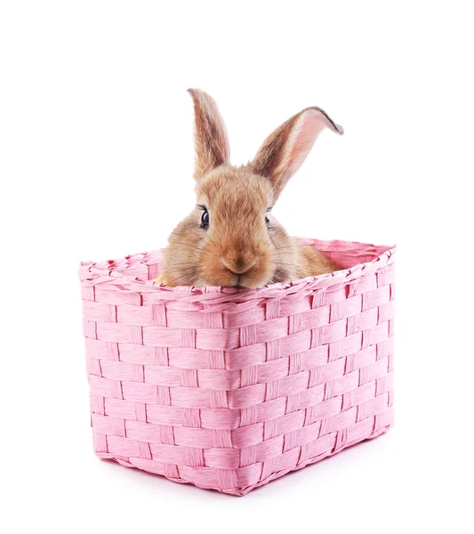 Little rabbit in wicker basket — Stock Photo, Image