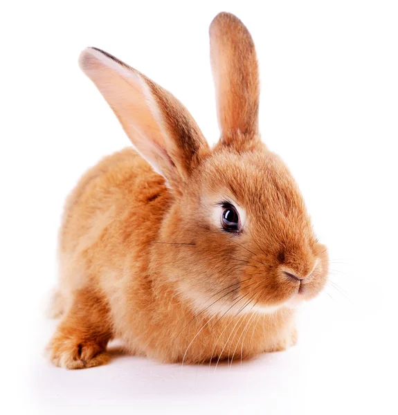 Little red rabbit — Stock Photo, Image