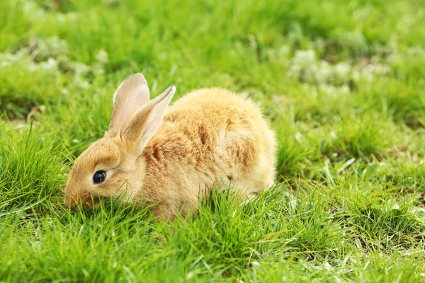 Lilla kanin i gräs — Stockfoto