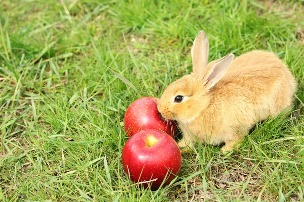 Petit lapin aux pommes — Photo