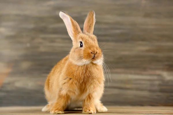 Little red rabbit — Stock Photo, Image