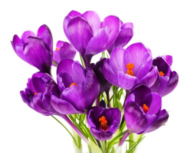 beyaz izole mor Çiğdem