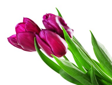 beyaz izole renk laleler