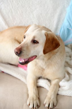 Dağınık odasında kanepeye, yalan köpek yakın çekim