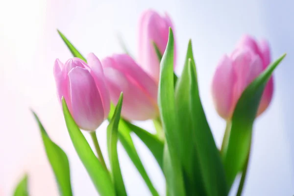Beautiful pink tulips on light background — Stock Photo, Image