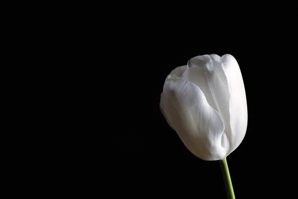 Mooie witte tulp op zwarte achtergrond — Stockfoto