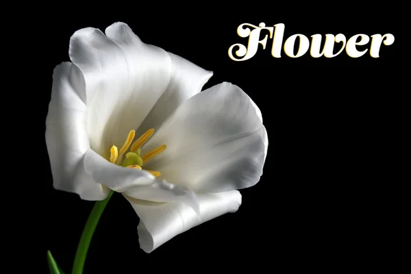 Bela tulipa branca no fundo preto — Fotografia de Stock