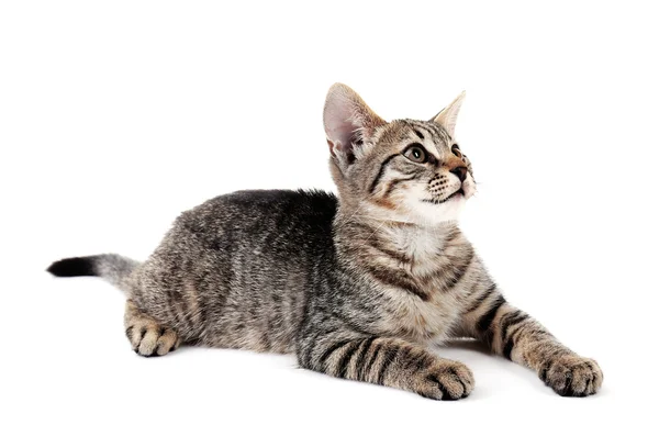 Roztomilý tříbarevné kotě — Stockfoto