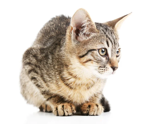 Carino gattino tabby — Foto Stock