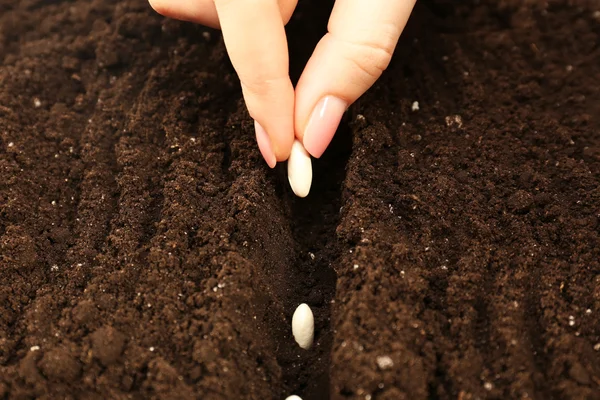 Female hand planting white bean seeds in soil, closeup — Stock Photo, Image