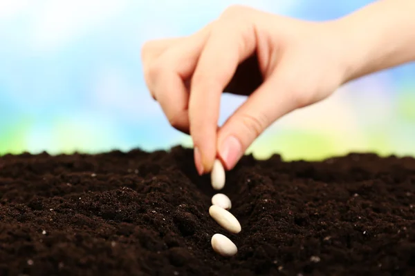 Mão feminina plantando sementes de feijão branco no solo sobre fundo embaçado — Fotografia de Stock