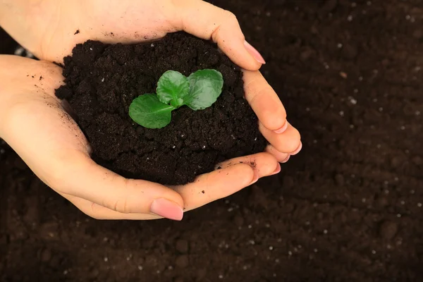 Female handful of soil with small green plant, closeup — Stock Photo, Image