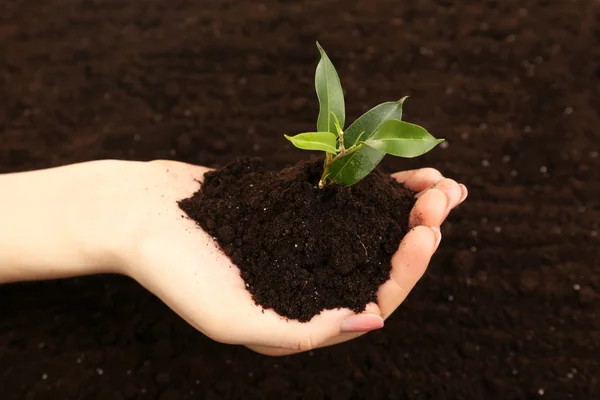 Female handful of soil with small green plant, closeup