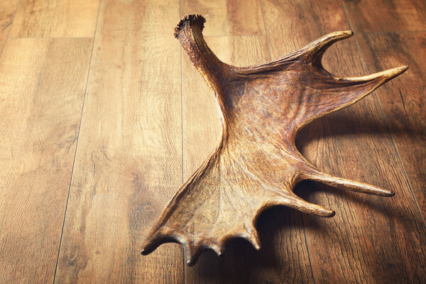 Moose antler on wooden background
