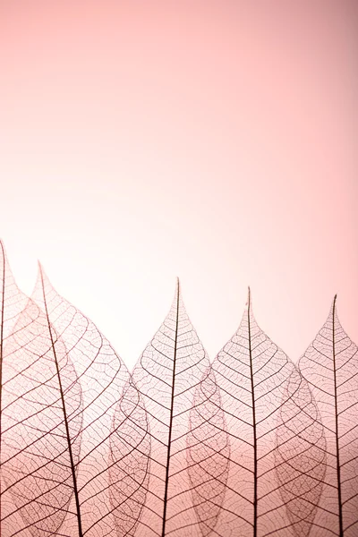 Hojas de esqueleto sobre fondo rosa, de cerca — Foto de Stock