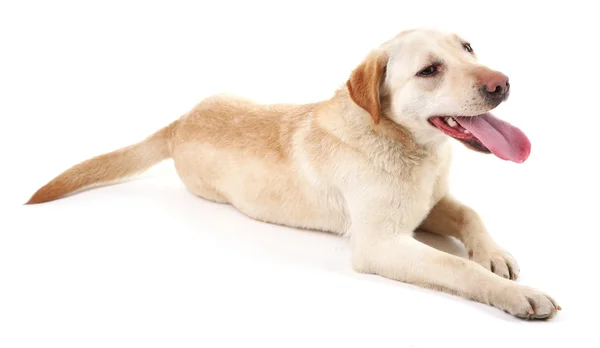 白い背景に隔離された可愛い犬 — ストック写真
