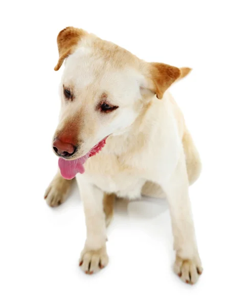 Милая собака изолирована на белом фоне — стоковое фото