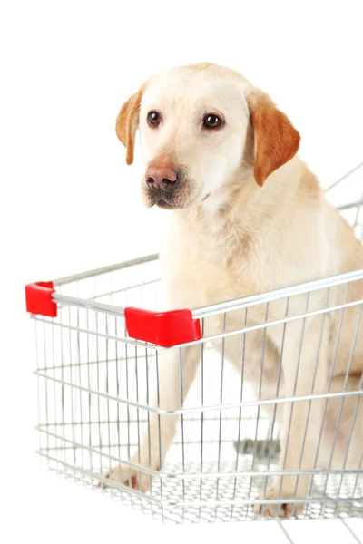 Perro en carrito aislado en blanco — Foto de Stock