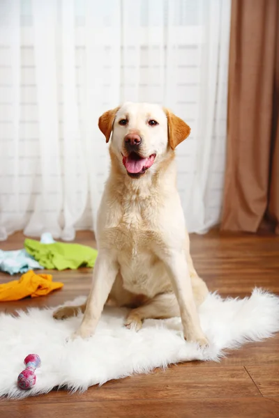 Cão em quarto bagunçado — Fotografia de Stock