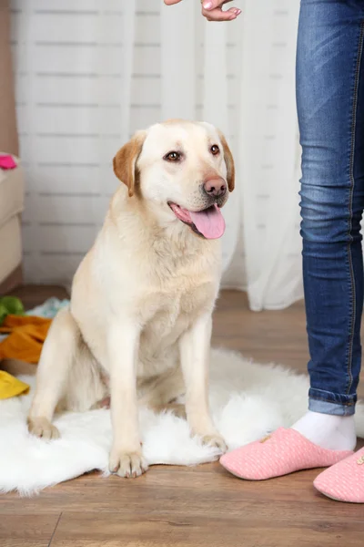 Cão em quarto bagunçado — Fotografia de Stock