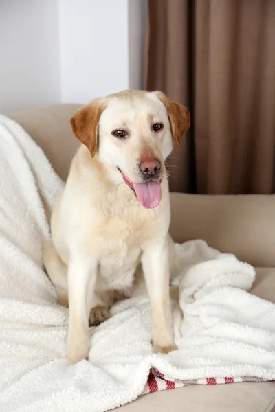 Cane carino sul divano, su sfondo interno di casa — Foto Stock