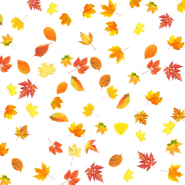 Collage di foglie autunnali isolate su bianco — Foto Stock