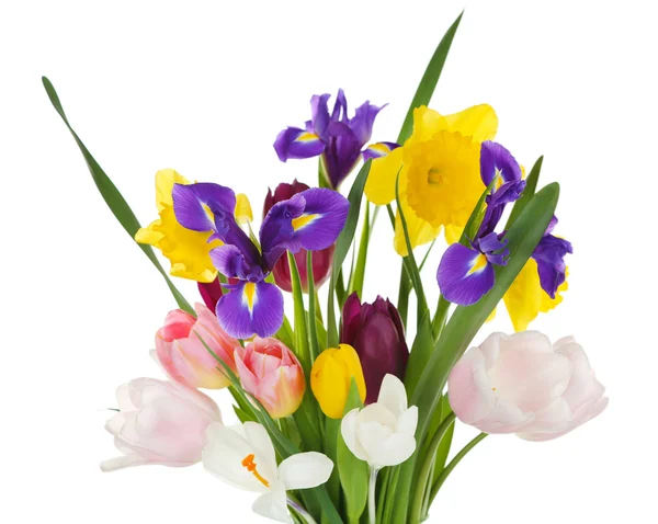 Beautiful spring flowers — Stock Photo, Image